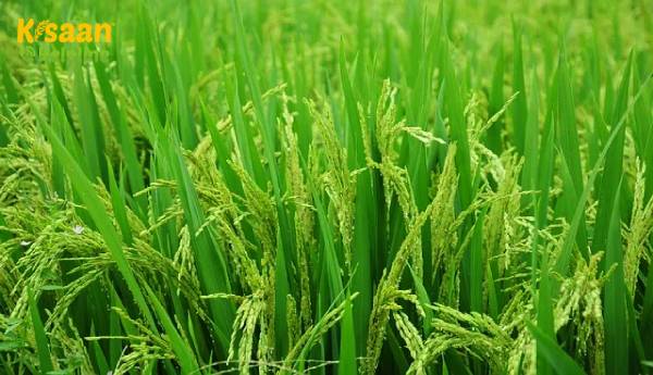 सरकार ने अब तक एमएसपी पर 69812 करोड़ रुपये में 368.7 लाख टन खरीफ-धान की खरीद की सरकार ने अब तक एमएसपी पर 69812 करोड़ रुपये में 368.7 लाख टन खरीफ-धान की खरीद की